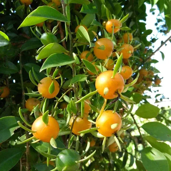 Lemon_Vine_Plant_For_Your_Home_And_Garden_Area