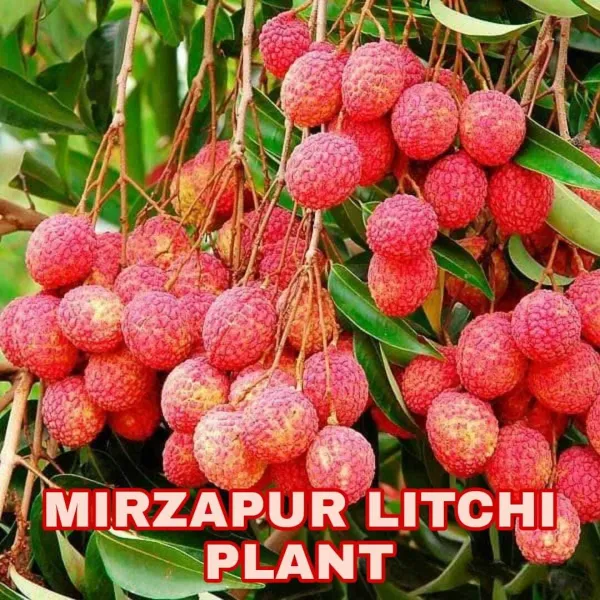 Hybrid_Litchi_Plant_(Mirzapur_Variety)_|_For_Home_Garden