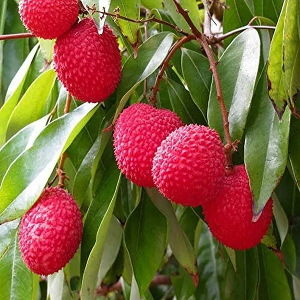 Hybrid_Litchi_Plant_(Mirzapur_Variety)_|_For_Home_Garden