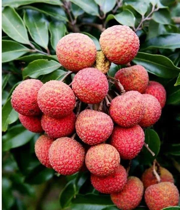 Hybrid_Litchi_Plant_(Mirzapur_Variety)_|_For_Home_Garden