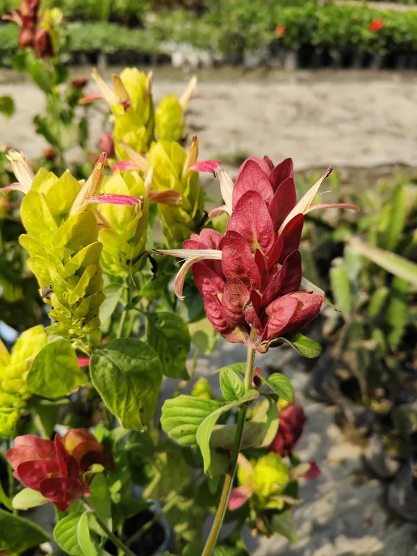 Lollipop_Plant_(Hybrid)