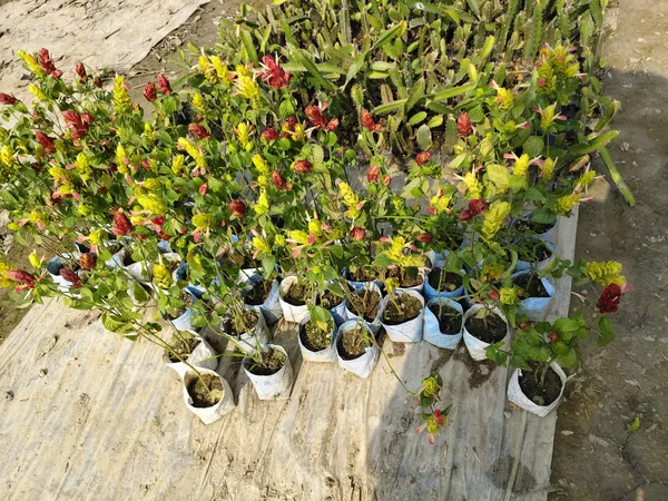 Lollipop_Plant_(Hybrid)
