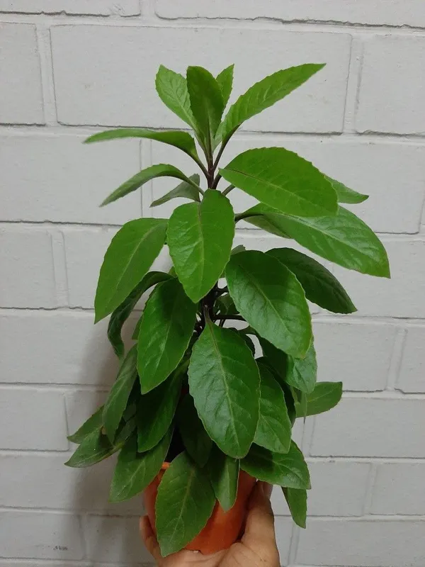 Insulin_Plant_(Hybrid)