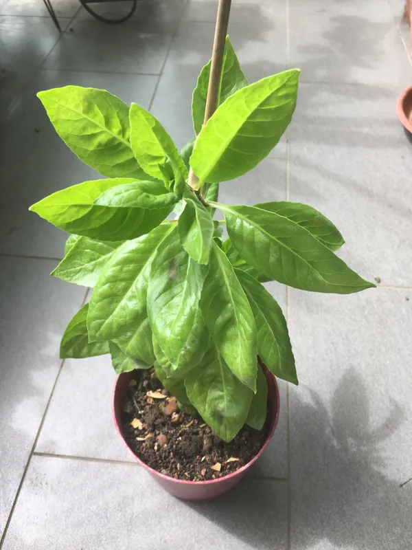 Insulin_Plant_(Hybrid)