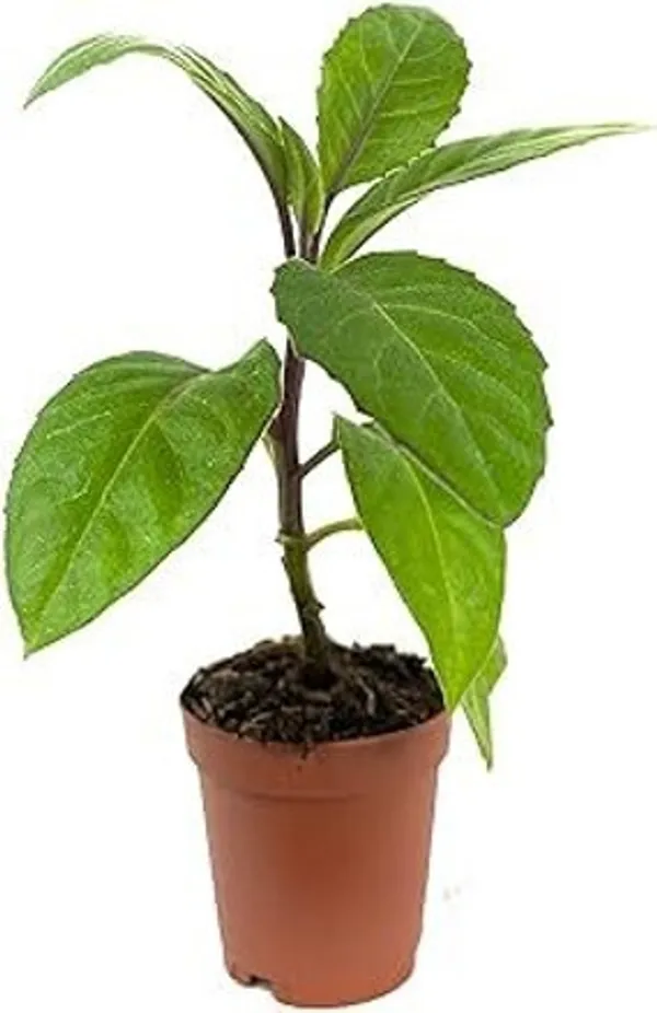Insulin_Plant_(Hybrid)