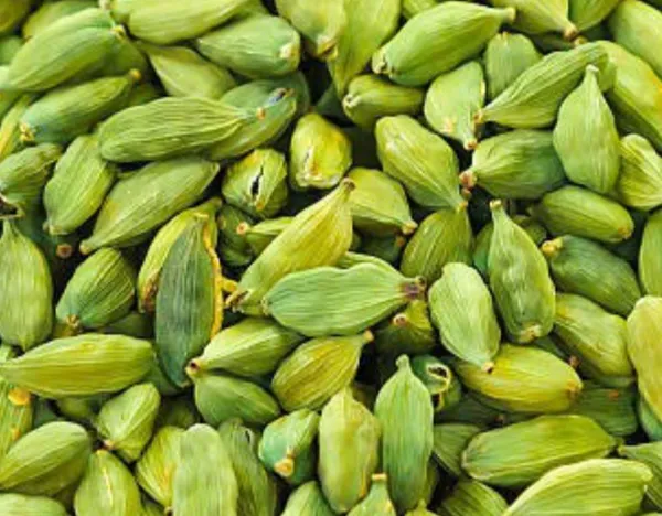 Elaichi/_Cardamom_Plant_(Hybrid)