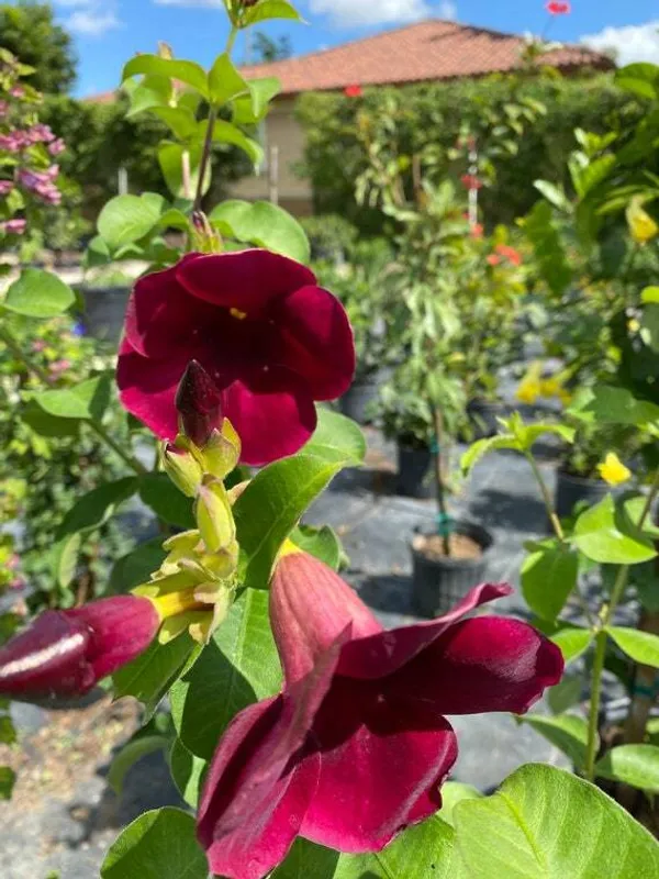 Hybrid_Mandevilla_Plant_|_For_Home_Garden