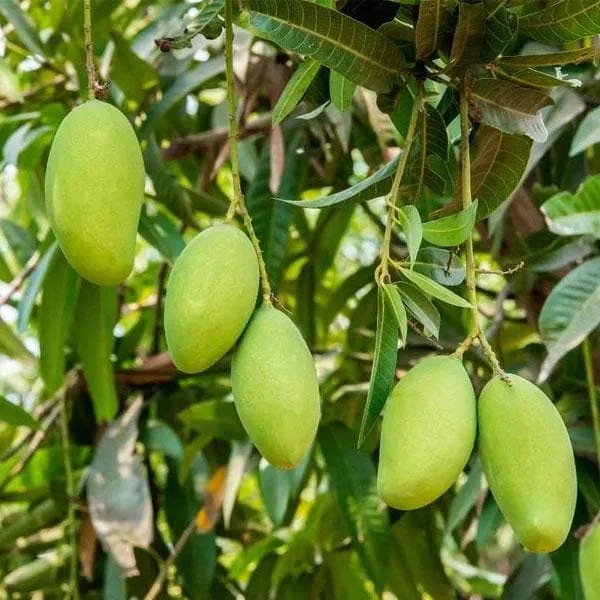 Grafted_Thai_All_Time_Baramasi_Mango_Plant_|_Live_Fruit_Tree