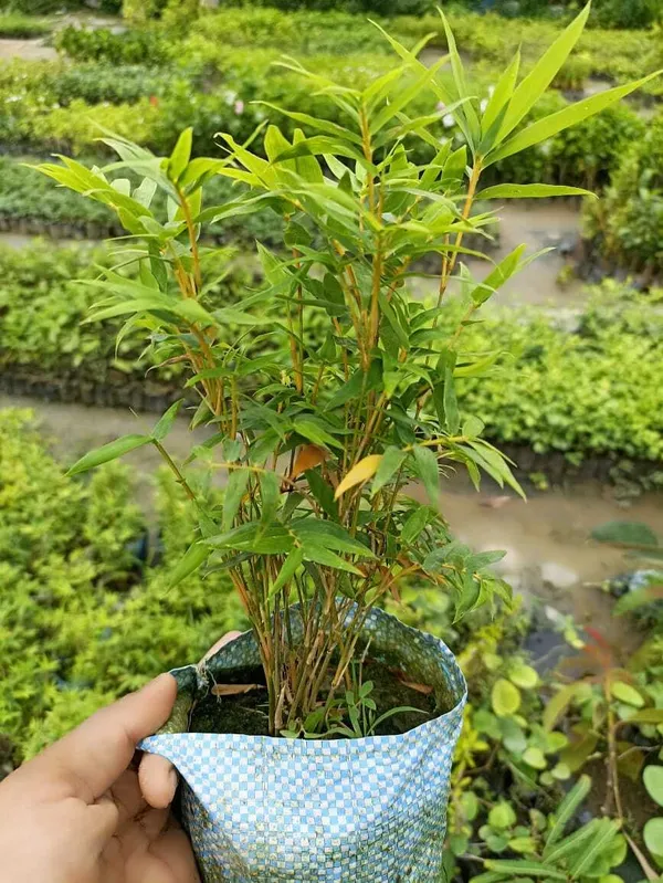 Mini_Bamboo_Hybrid_Plant_For_Indoor