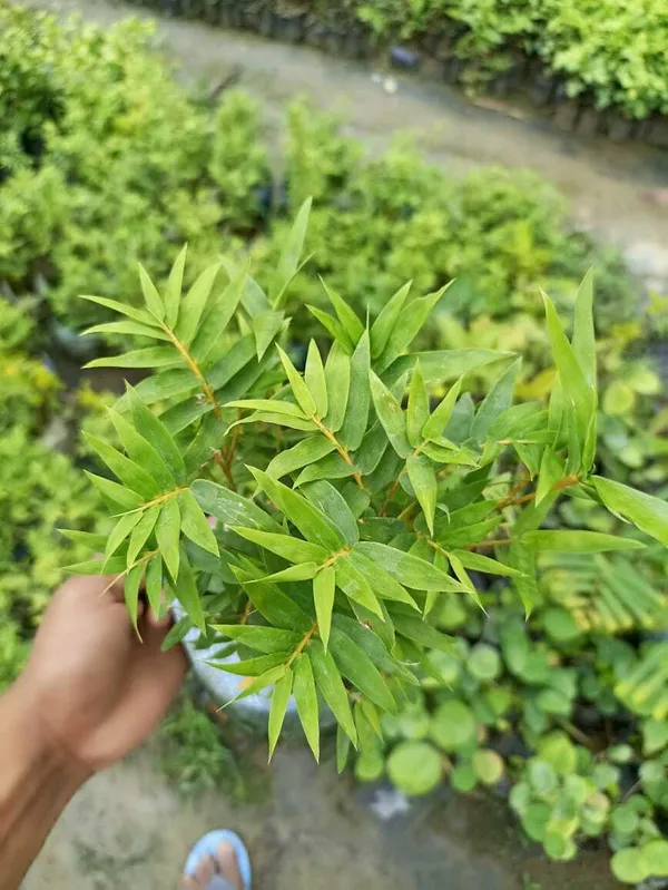 Mini_Bamboo_Hybrid_Plant_For_Indoor