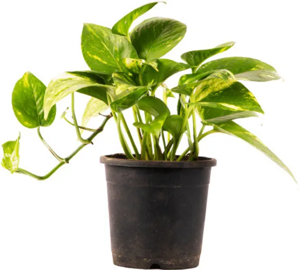 Money_Plant_(Hybrid)