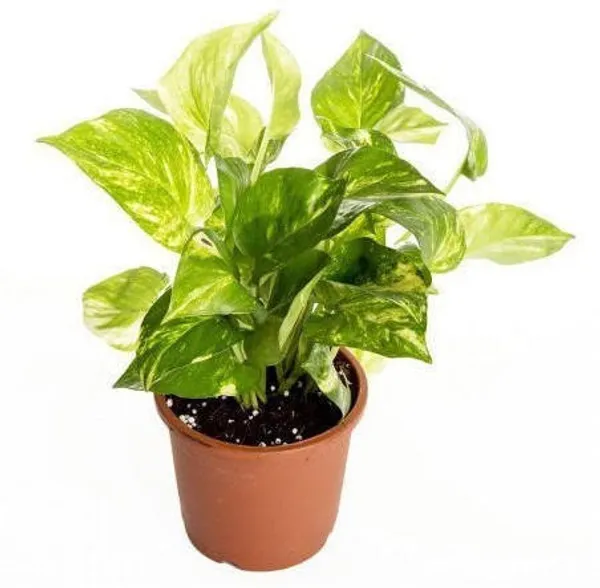 Money_Plant_(Hybrid)