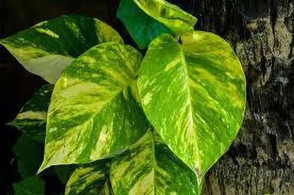 Money_Plant_(Hybrid)