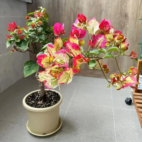 Chitra_Bougainvillea_Flowering_Plant
