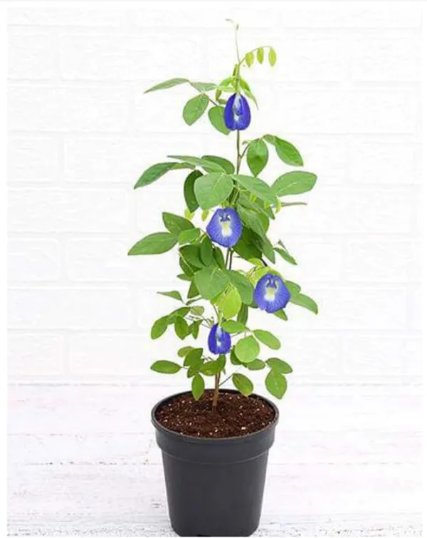 Aparajita/_Butterfly_Pea_Plant_(Hybrid)