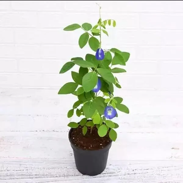 Aparajita/_Butterfly_Pea_Plant_(Hybrid)