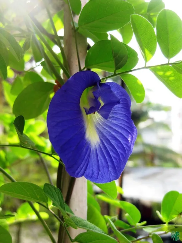 Aparajita/_Butterfly_Pea_Plant_(Hybrid)