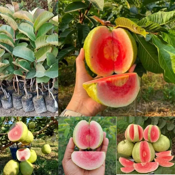 Taiwan_Pink_Guava_Hybrid_Plant_All_Time_Fruit