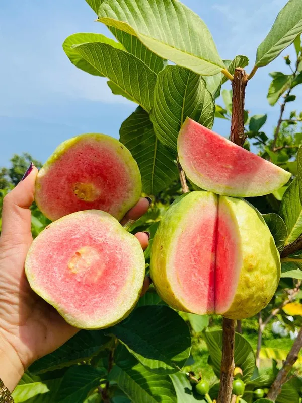 Taiwan_Pink_Guava_Hybrid_Plant_All_Time_Fruit
