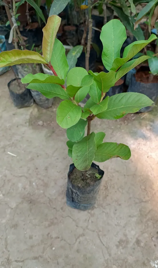 Taiwan_Pink_Guava_Hybrid_Plant_All_Time_Fruit