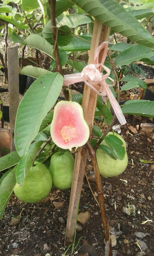 Taiwan_Pink_Guava_Hybrid_Plant_All_Time_Fruit