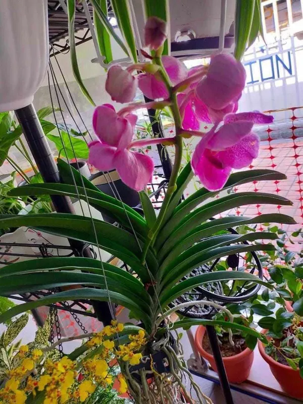 Orchid_Plant_(Hybrid)