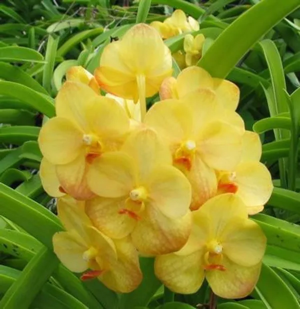 Orchid_Plant_(Hybrid)