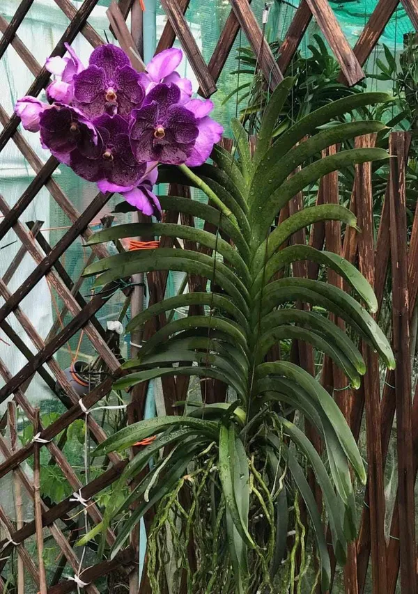 Hybrid_Vanda_Orchid_Plant_|_For_Home_Garden