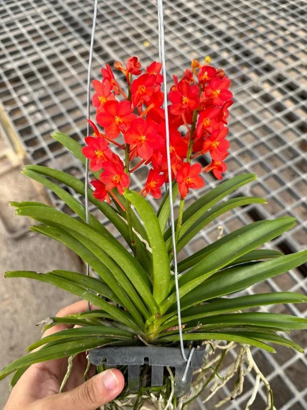Orchid_Plant_(Hybrid)