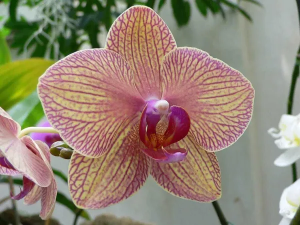 Orchid_Plant_(Hybrid)
