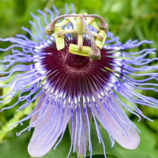 Passion_Plant_(Hybrid)