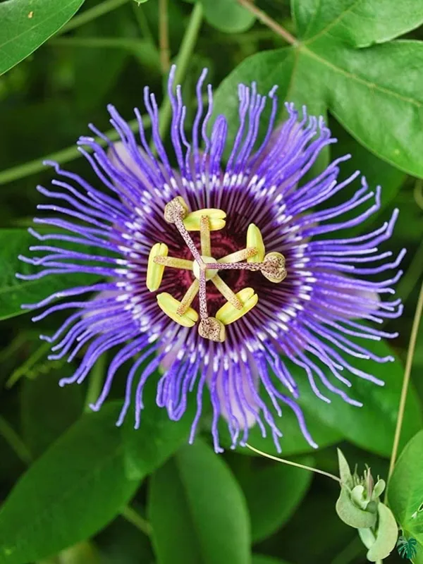 Passion_Plant_(Hybrid)