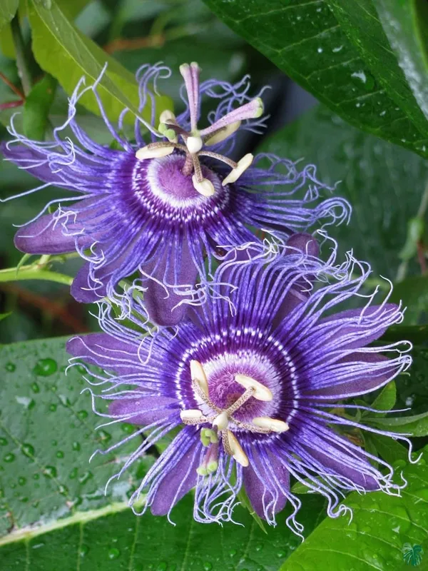 Passion_Plant_(Hybrid)