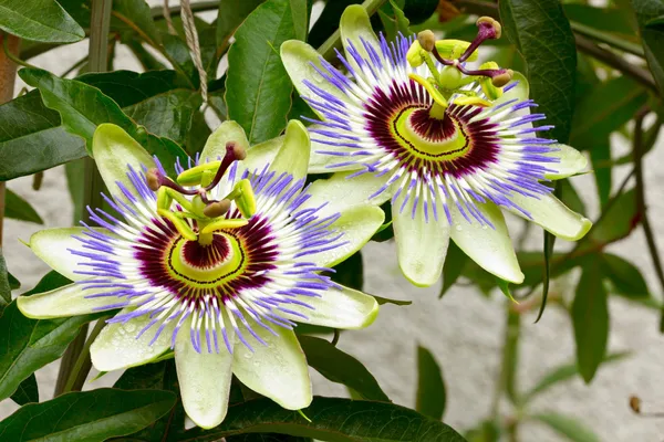 Passion_Plant_(Hybrid)