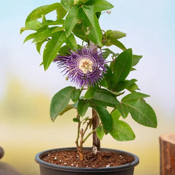 Passion_Plant_(Hybrid)