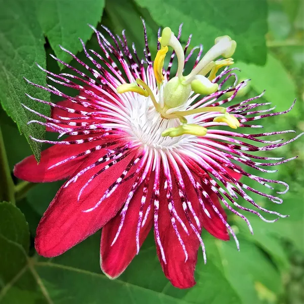 Passion_Plant_(Hybrid)