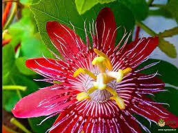 Passion_Plant_(Hybrid)