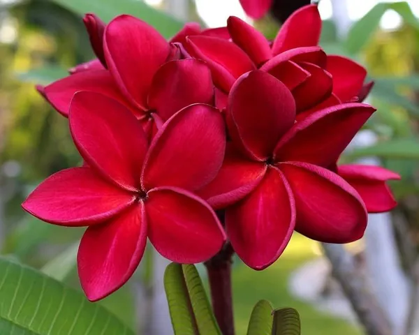 Plumeria_Plant_(Hybrid)