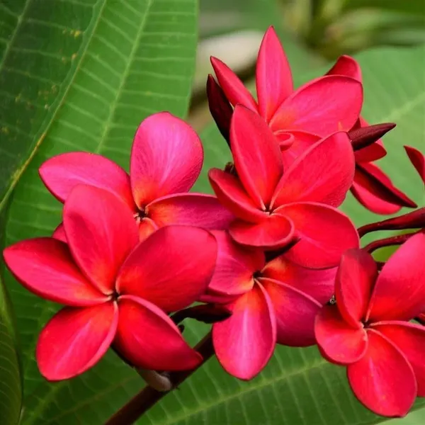 Plumeria_Plant_(Hybrid)