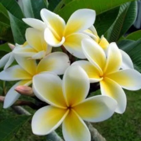Plumeria_Plant_(Hybrid)