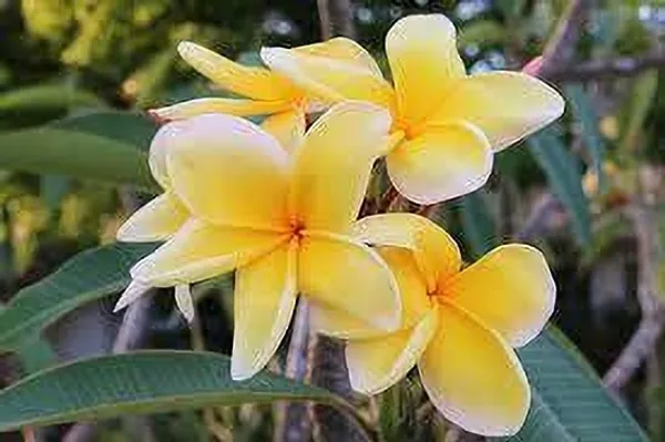 Plumeria_Plant_(Hybrid)