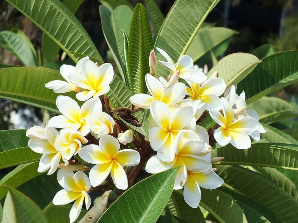 Plumeria_Plant_(Hybrid)