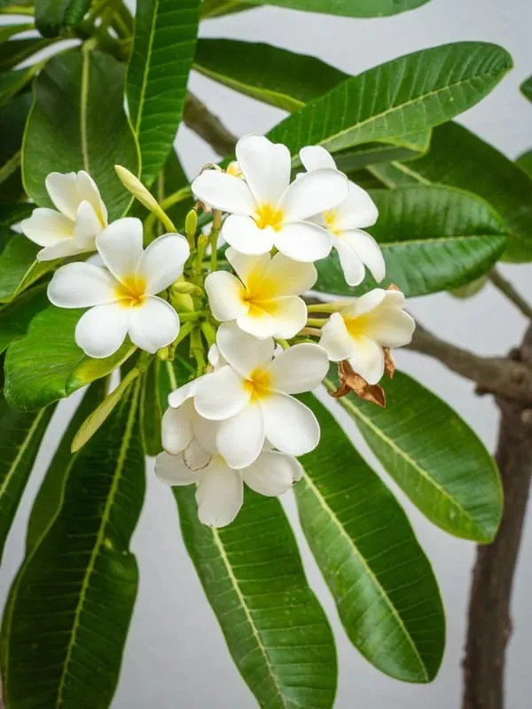 Plumeria_Plant_(Hybrid)
