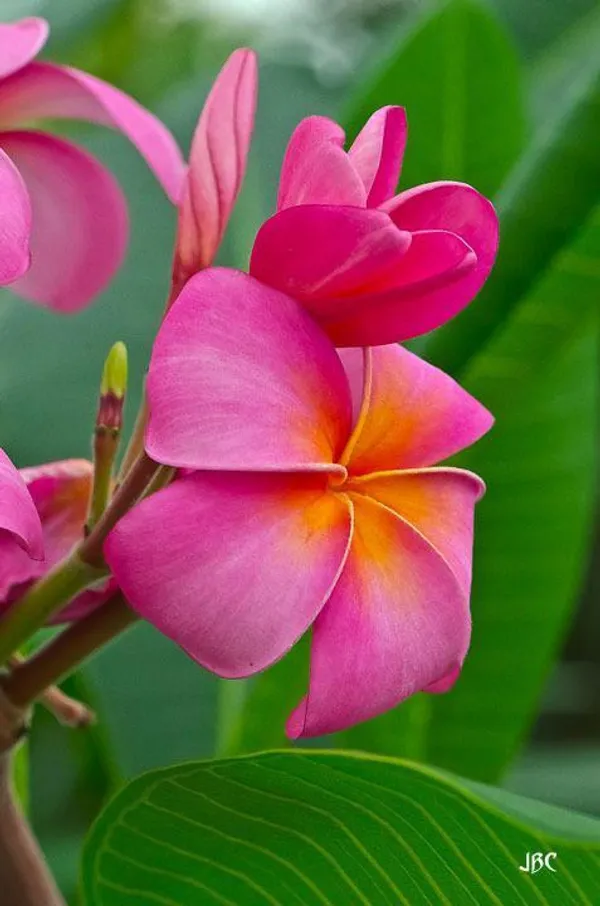 Plumeria_Plant_(Hybrid)