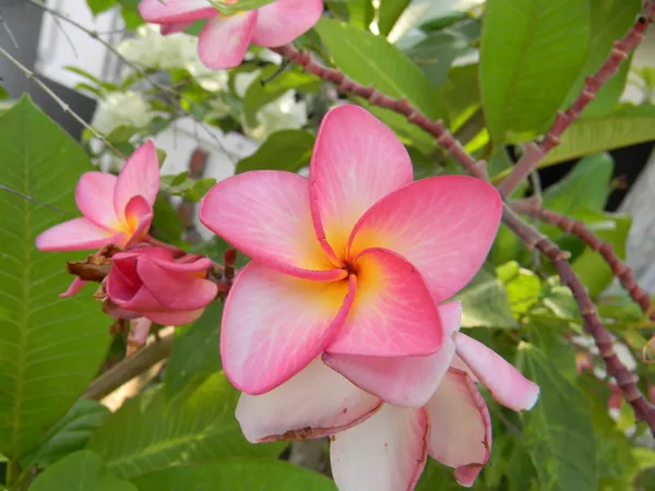 Plumeria_Plant_(Hybrid)
