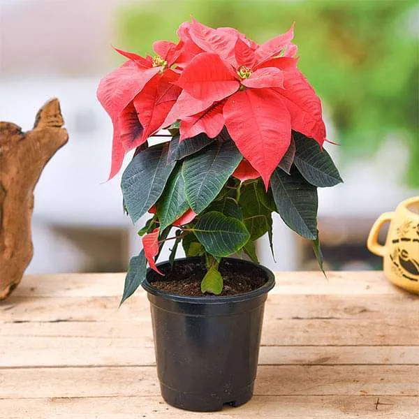 Poinsettia_Plant_(Hybrid)