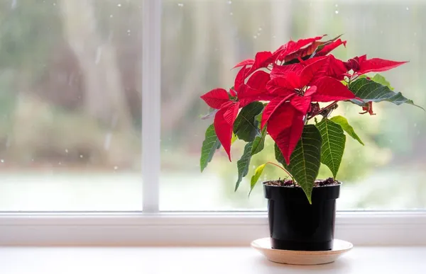 Hybrid_Poinsettia_Plant_|_For_Home_Garden