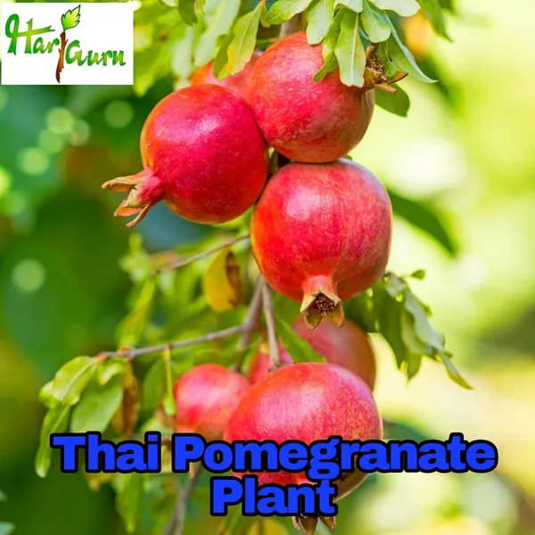 Pomegranate_Plant_(Hybrid)