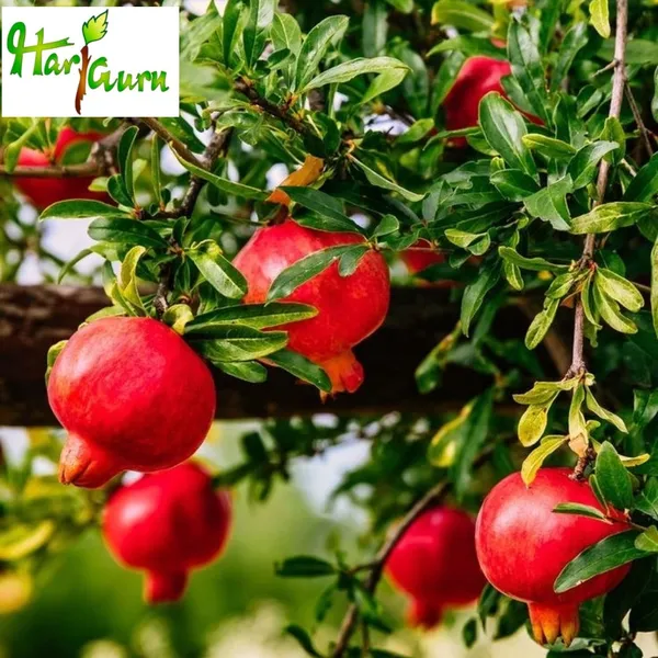 Pomegranate_Plant_(Hybrid)
