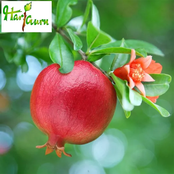Pomegranate_Plant_(Hybrid)
